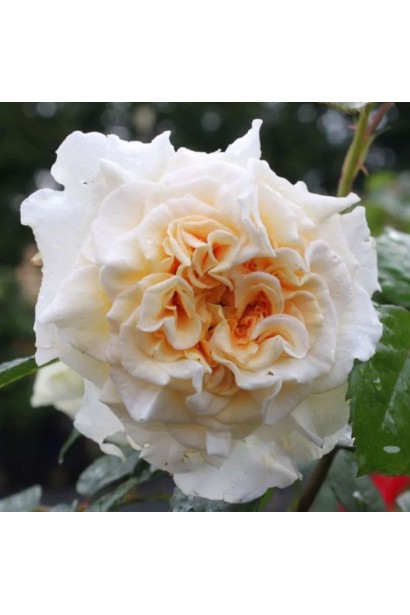 Роза Комтесса – плотные махровые бутоны.